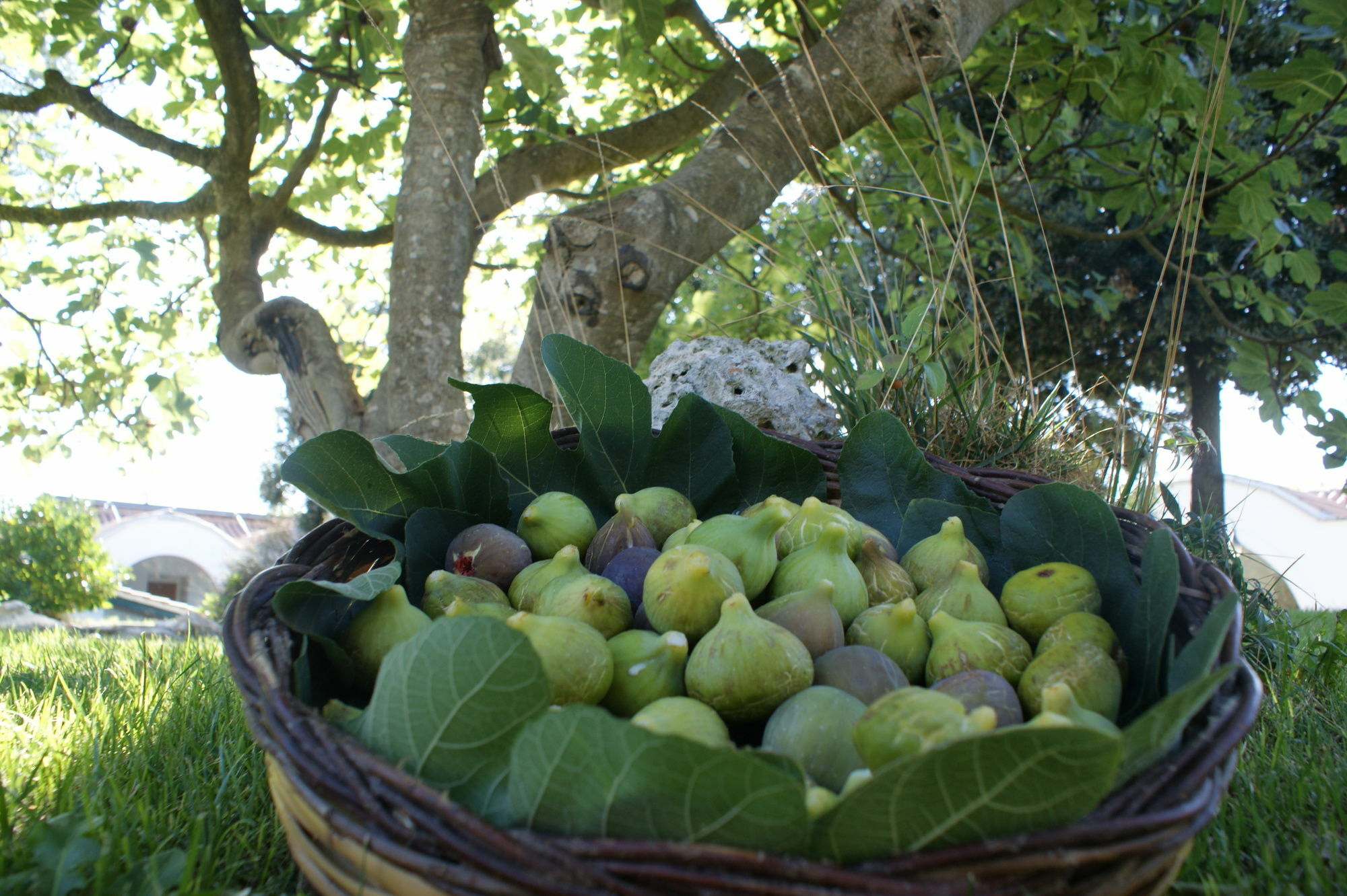 Masseria Chiancone Torricella มาร์ตินาฟรังกา ภายนอก รูปภาพ
